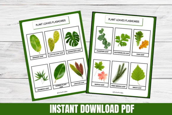 Botany Plant Leaves Flashcards Printable | Leaf Identification Cards for Kids, Nature Study, Science Learning, Homeschool & Montessori Botany Resource