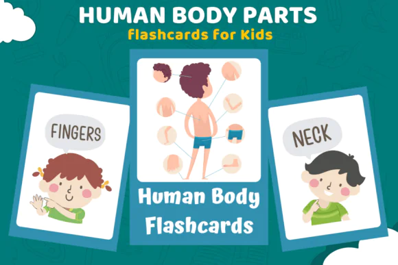 Human Body Parts Flashcards for Kids | Printable Montessori Body Vocabulary Cards for Toddlers, Preschool, Homeschool, Classroom Learning & Early Science Activities