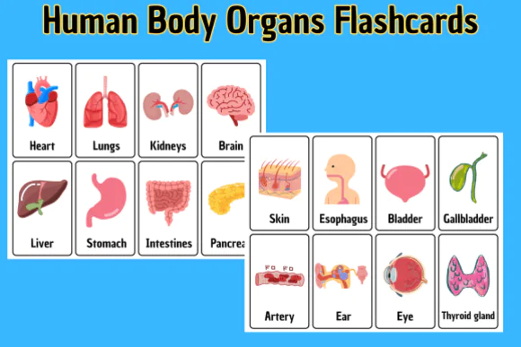 Human Body Organs Flashcards Printable for Kids – Anatomy Vocabulary Learning Cards for Preschool and Elementary Students, Science Education Homeschool and Classroom Activity Set