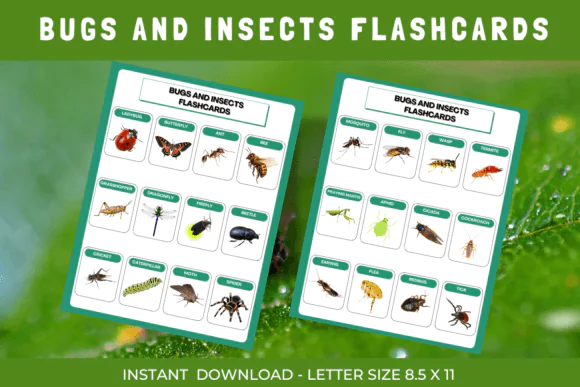 60 Bugs & Insects Flashcards Printable | Montessori Insect Identification Cards for Preschool, Kindergarten, Homeschool, Science & Nature Study
